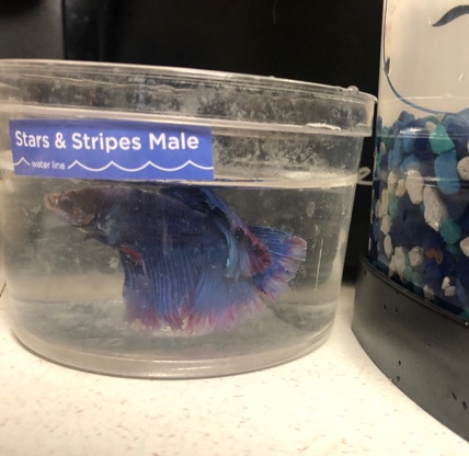 Betta – Fish