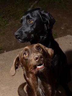 Labrador Retriever – Sweet Lab/Catahoula Mixes!