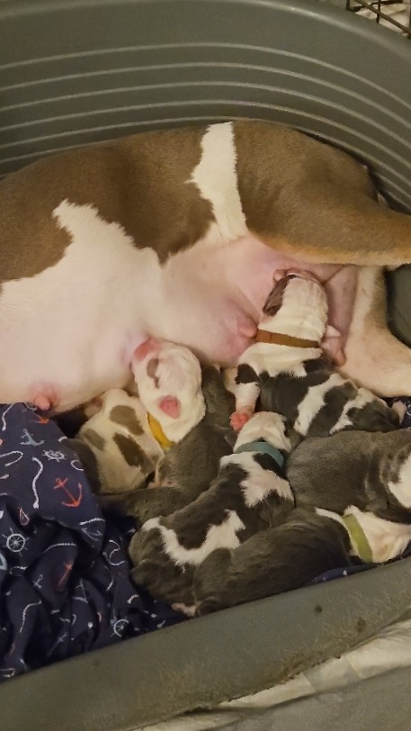 Olde English Bulldogge – olde tyme puppies