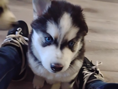 Husky puppies 