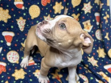 Bulldog – Engam bulldogs
