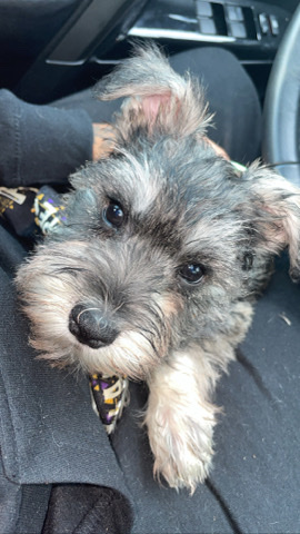 Miniature Schnauzer – mini schnauzers