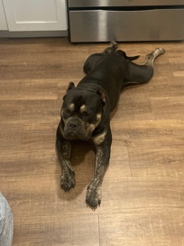 American Bulldog – Bullet