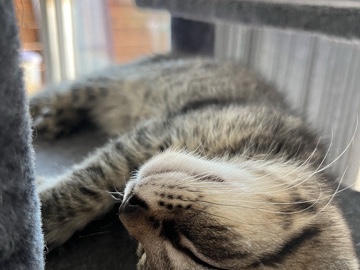 British Shorthair – Adorable British Shorthair Kitten – 14 Weeks Old – Borehamwood