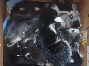 beautiful lil kitten – Battle Creek