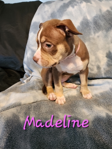 American Pit Bull Terrier – American Bully puppies in need of new homes