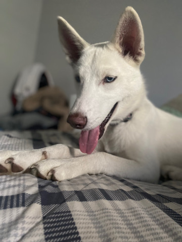 Siberian Husky – female Siberian husky