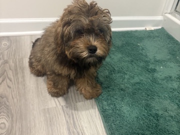 Shih Tzu – Bella – Locust Grove