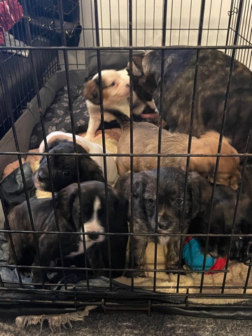 2 MALES LEFT RARE staffie King Charles