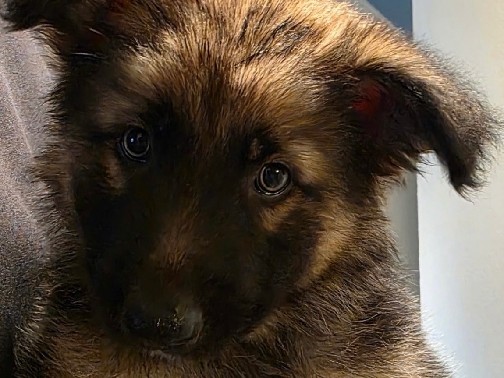 German Shepherd - Rehoming King Shepherd Pups available for adoption in Miami