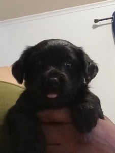 Yorkshire Terrier – yorkiepoo puppy’s