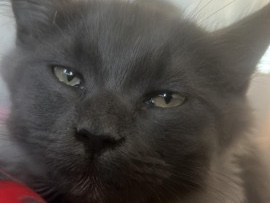 Maine Coon – Reinrassiges Maine Coon kitten