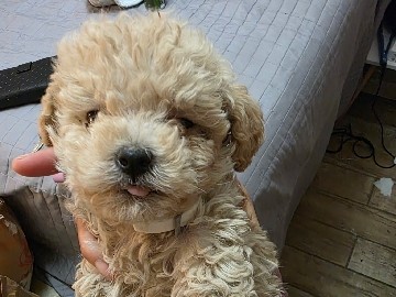 Poodle – last mini poodle puppy – Austin
