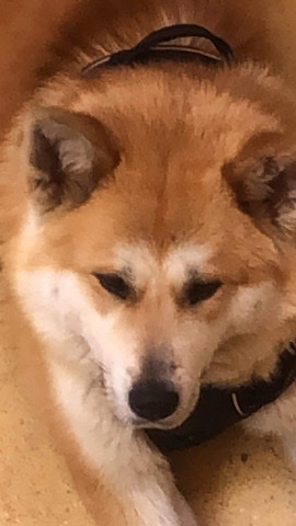 Akita – Akita inu