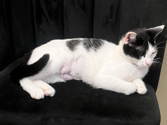 American Shorthair – Meet Rylie – Your New Furry Best Friend! – Arlington