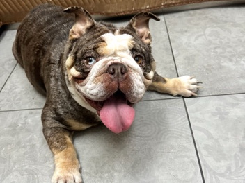 Truffle English Bulldog 