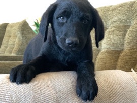 Doodle – double doodle puppy – Prosser