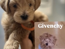 Shih Poo – givenchy need a new home – New York