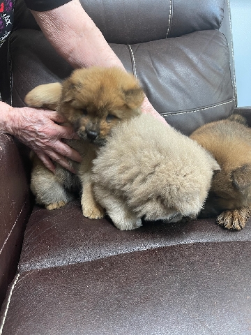 Chow Chow – 3 Chow Cow Girl Dogs for sell