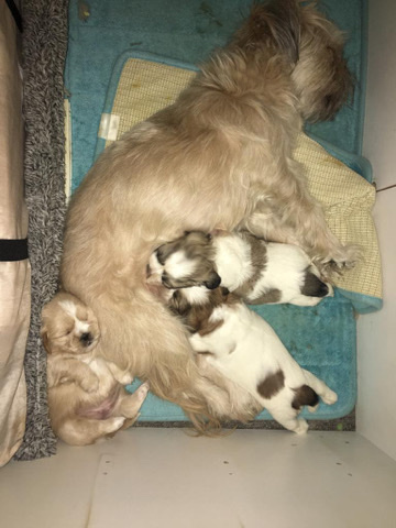 Shih Tzu – beautiful cavatzu puppies for sale