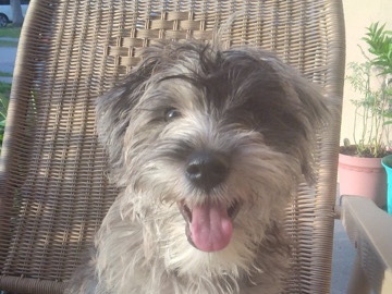 Mixed Breed – Adorable Small Dog Looking for a Loving Home – Miami