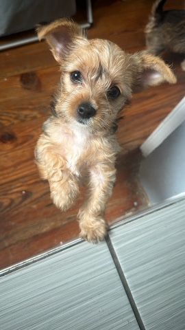Yorkshire Terrier – yorkshire Terrier