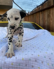 Dalmatian – Dalmatian Pup