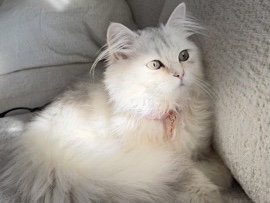 British Longhair – Beautiful British Longhair Kitten for Sale – 4 Months Old – Columbus
