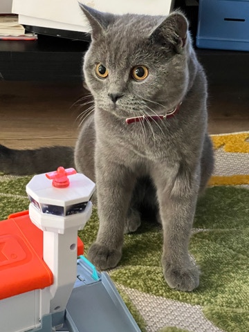 British Shorthair – British for sale