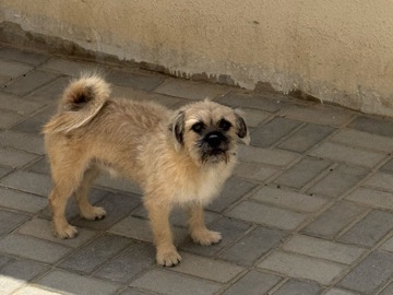 Maltese – Maltese mixed with chihuahua – Dubai