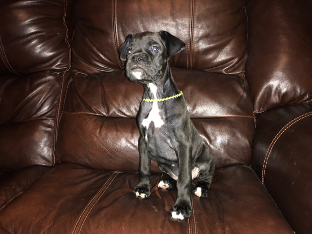 Boxer – Boxers puppies