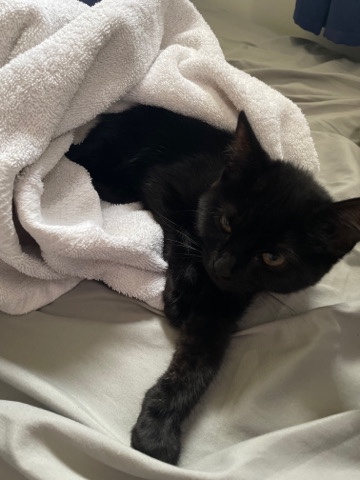 Bombay – 2 month old Bombay