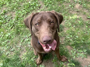 Labrador Retriever – Active 2-Year-Old Labrador Retriever for Sale in Goshen – Goshen
