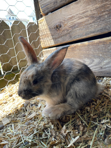 Flemish Giant Rabbits
