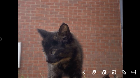 Persian (Traditional) – kitten