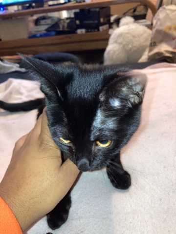Bombay – 9 week old Bombay kitten