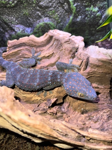 tokay gecko
