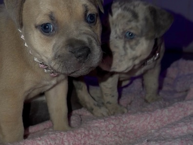 American Pit Bull Terrier – Pitbull puppy – Houston