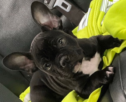 French Bulldog – Male french bulldog bully puppy mix