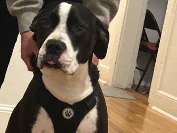 Cane Corso – rehome – El Cerrito