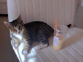 American Shorthair – Kaplan 🐾 American Short hair – Dallas