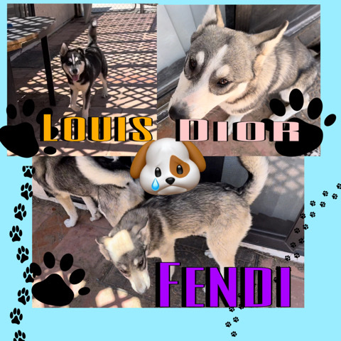 Siberian Husky – 3 husky’s for one $200 altogether $600