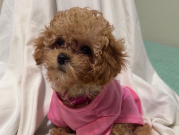 toy poodle – Plano
