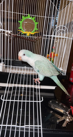 Quaker Parrot – 7 month old fancy blue Quaker