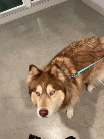 Alaskan Malamute – Husky Mix for sale