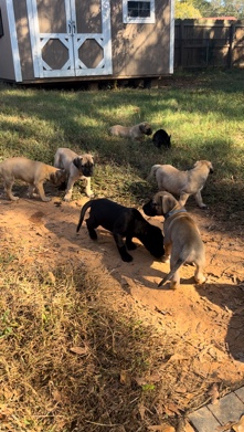 English Mastiff – English Mastiff/Great Dane puppies