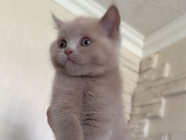 British Shorthair – BKH beige katze – Wolfsburg
