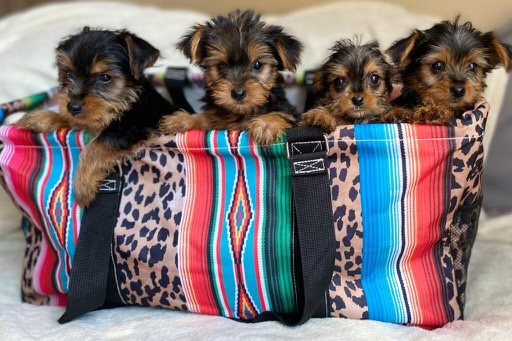 Yorkshire Terrier – male and female yorkie puppies available