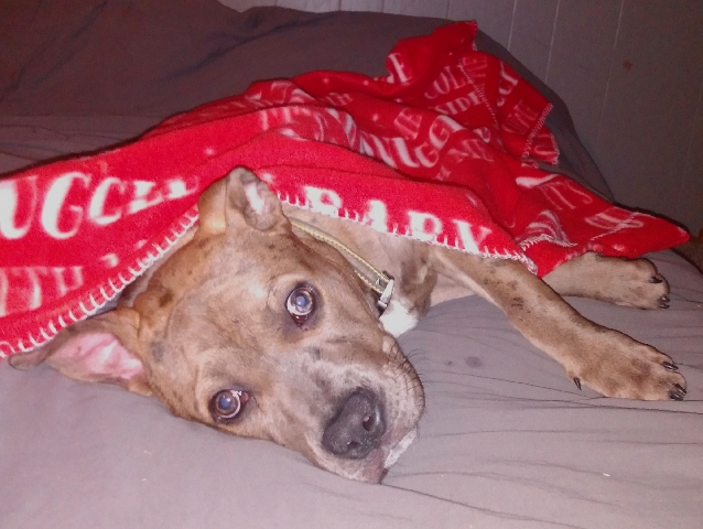 Staffordshire Bull Terrier – Four month Merle Pitbull