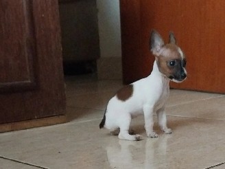 Vendo Pinscher fêmea